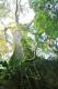 08 Arbre d'Amazonie