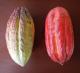 09 Cabosses de cacao