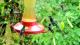 17 Colibris