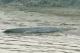 19 Crocodile non méchant