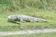20 Gros croco