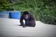 21 Singe hurleur