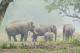 26 Famille éléphant sauvage