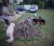 Les chiens